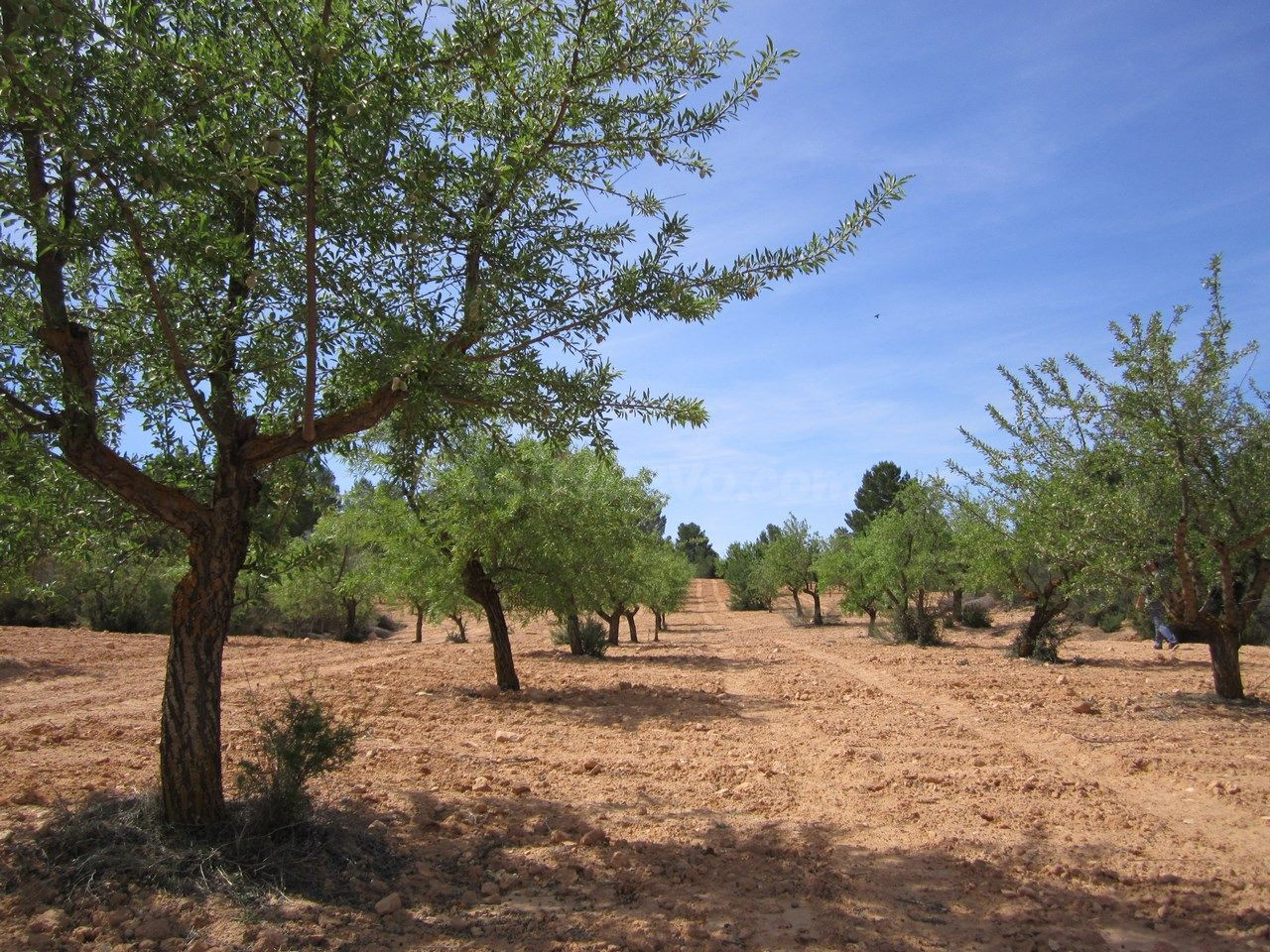 Parcela en venta - Ayuntamiento - foto 4