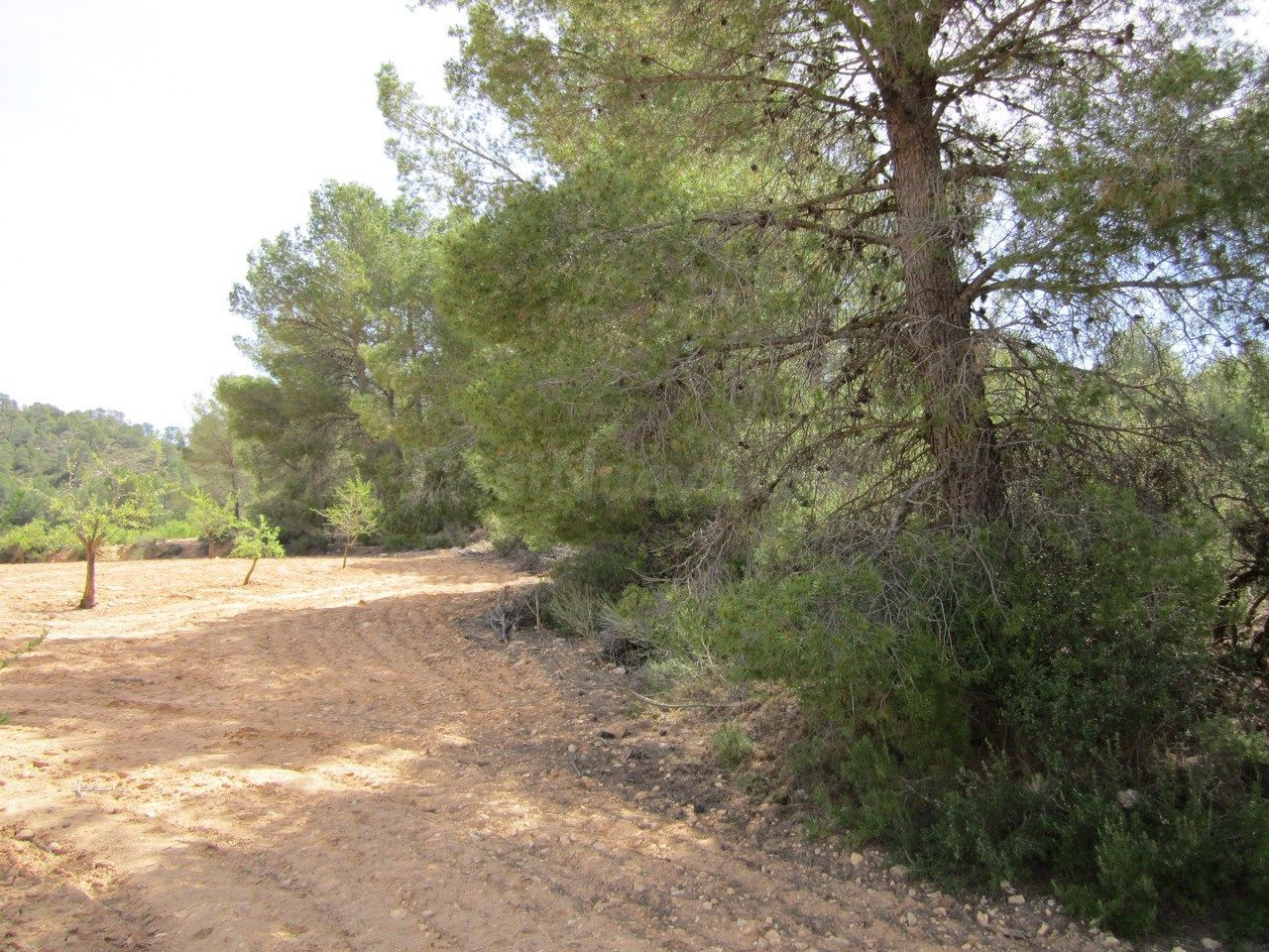 Parcela en venta - Ayuntamiento - foto 5