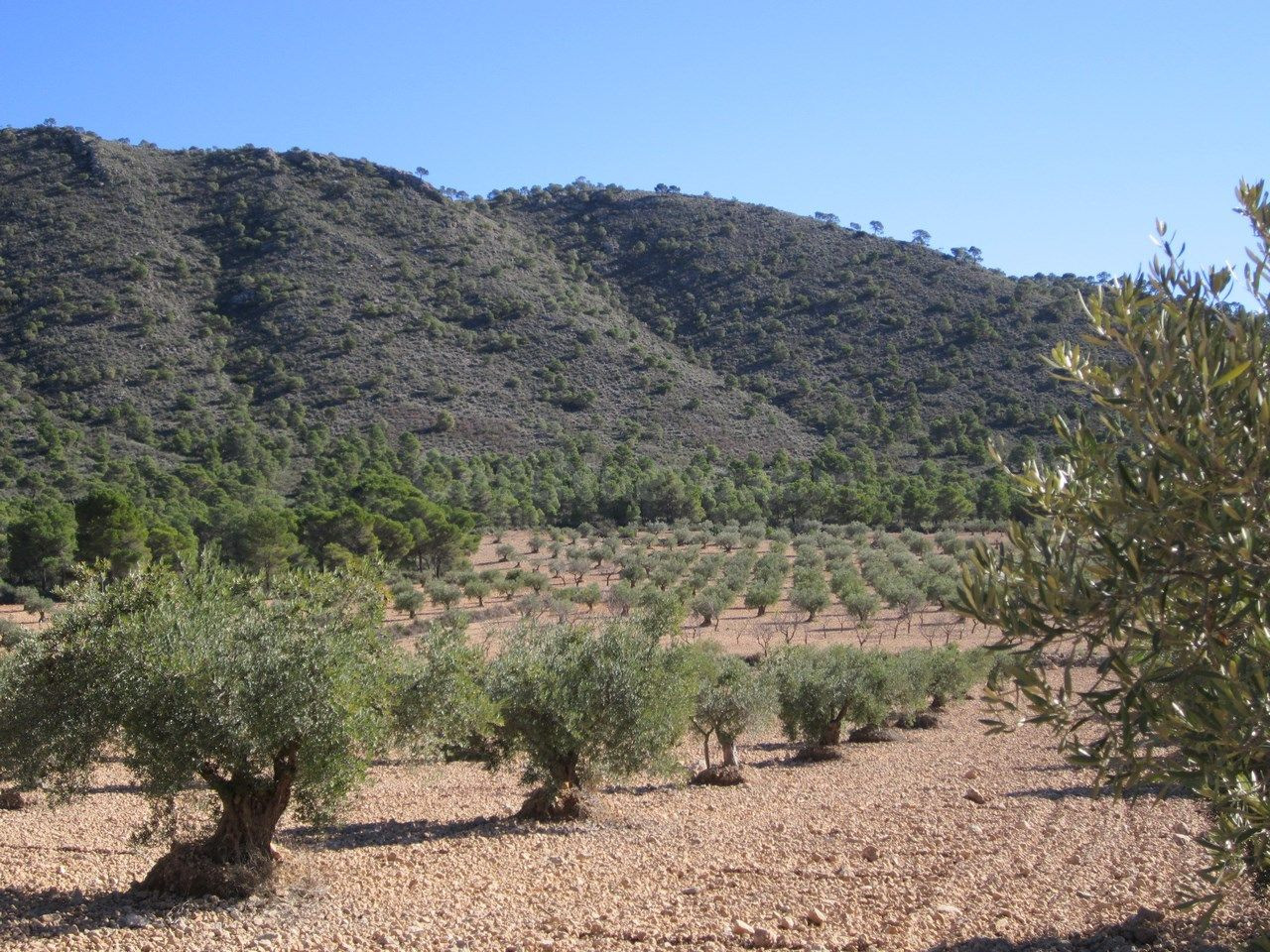 Parcela en venta - Ayuntamiento - foto 2