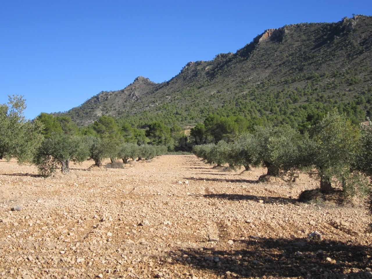 Parcela en venta - Ayuntamiento - foto 3