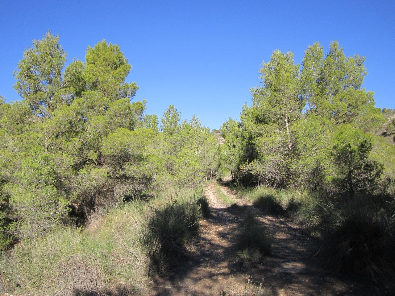 Parcela en venta - Ayuntamiento - foto 4