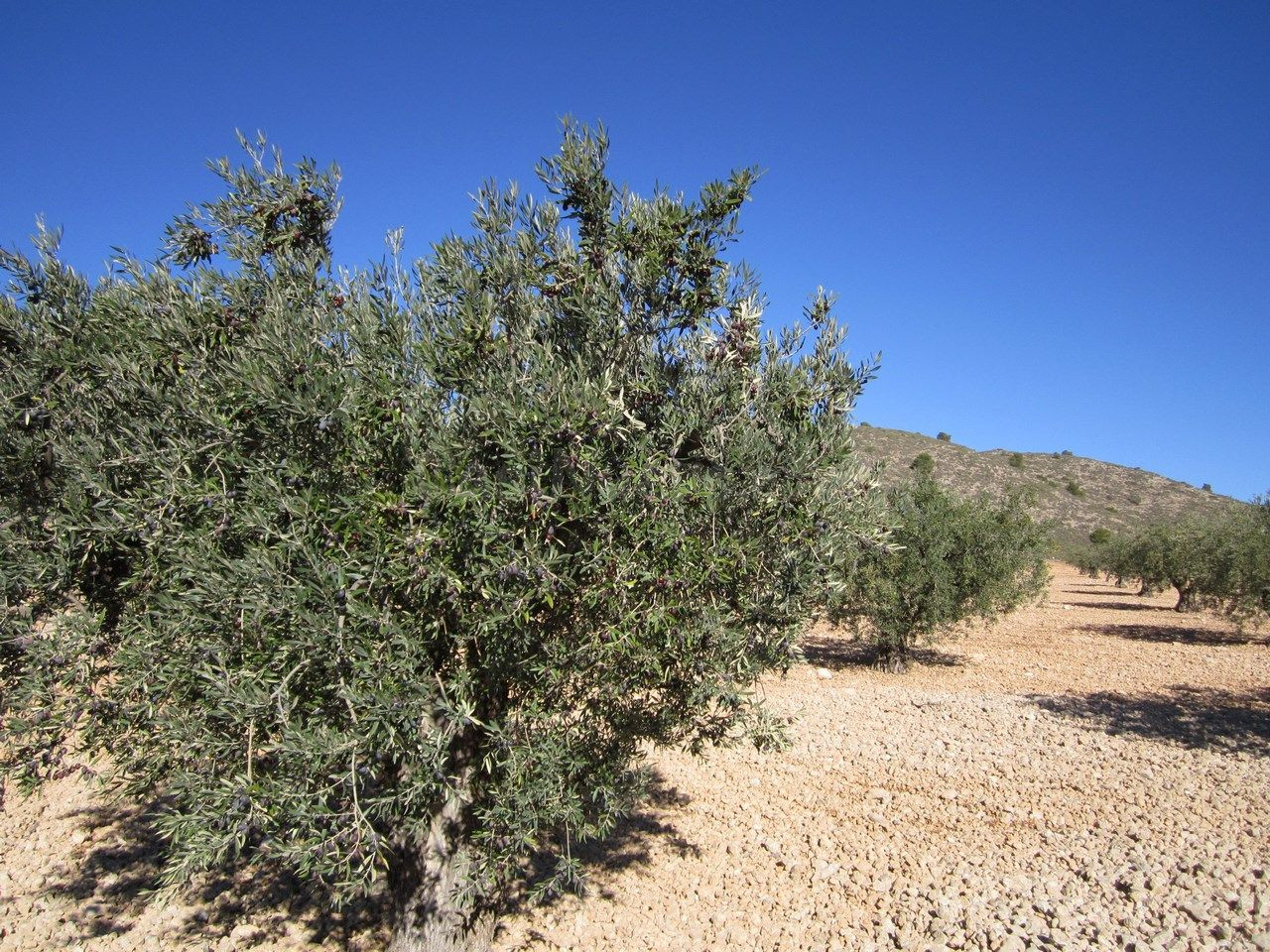 Parcela en venta - Ayuntamiento - foto 5