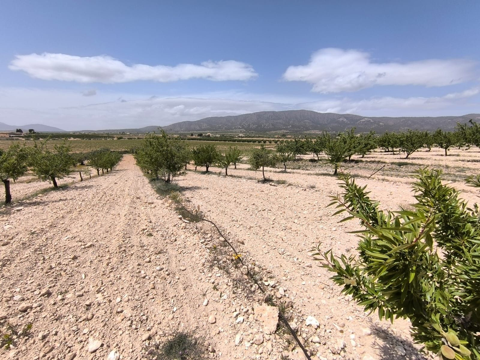 Parcela agrícola en venta - Pinoso, Comunidad Valenciana - foto 2