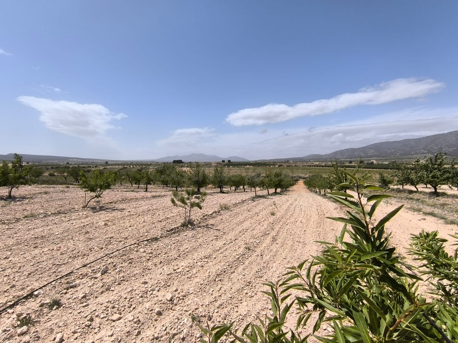 Parcela agrícola en venta - Pinoso, Comunidad Valenciana - foto 3