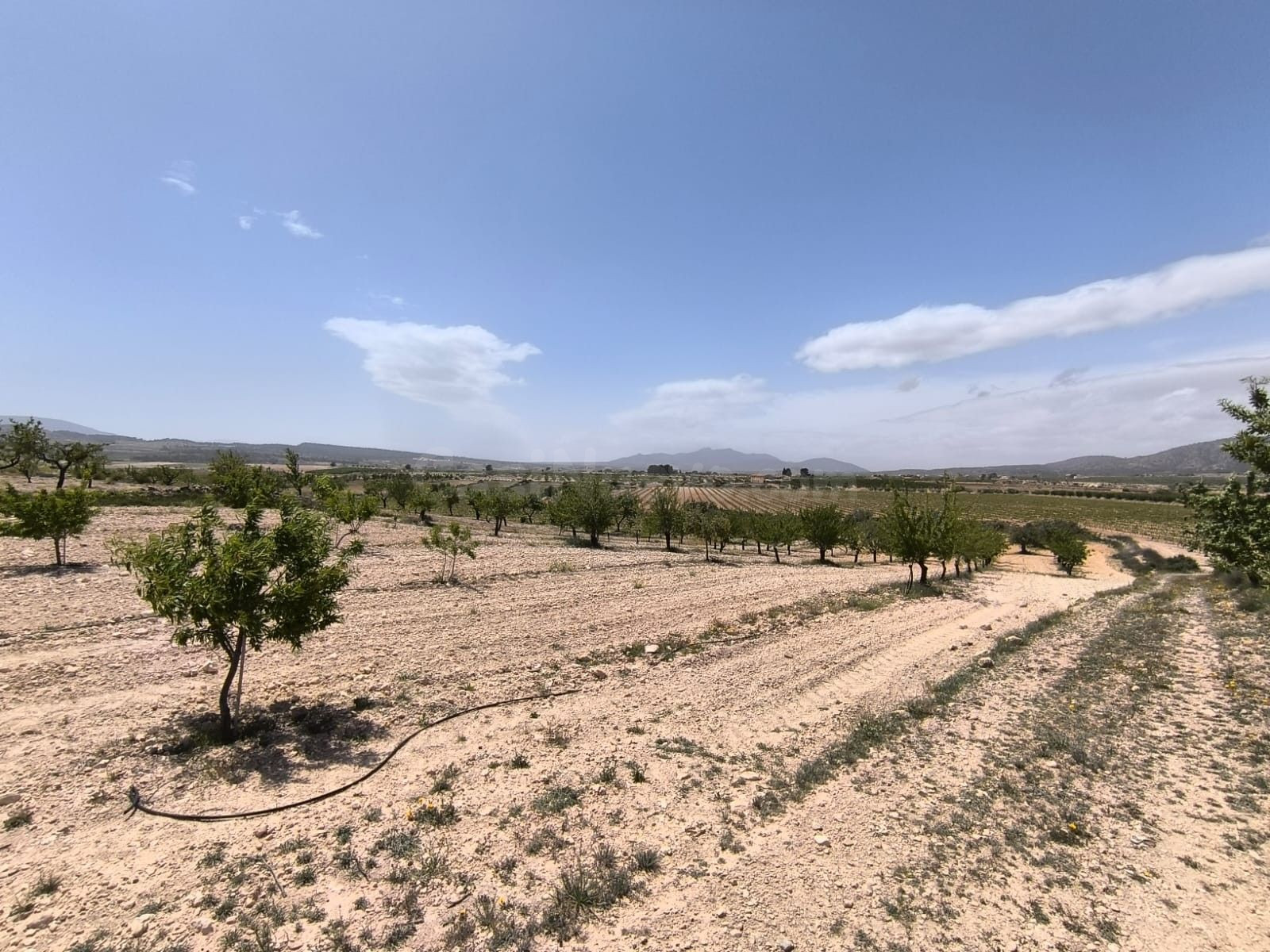 Parcela agrícola en venta - Pinoso, Comunidad Valenciana - foto 4