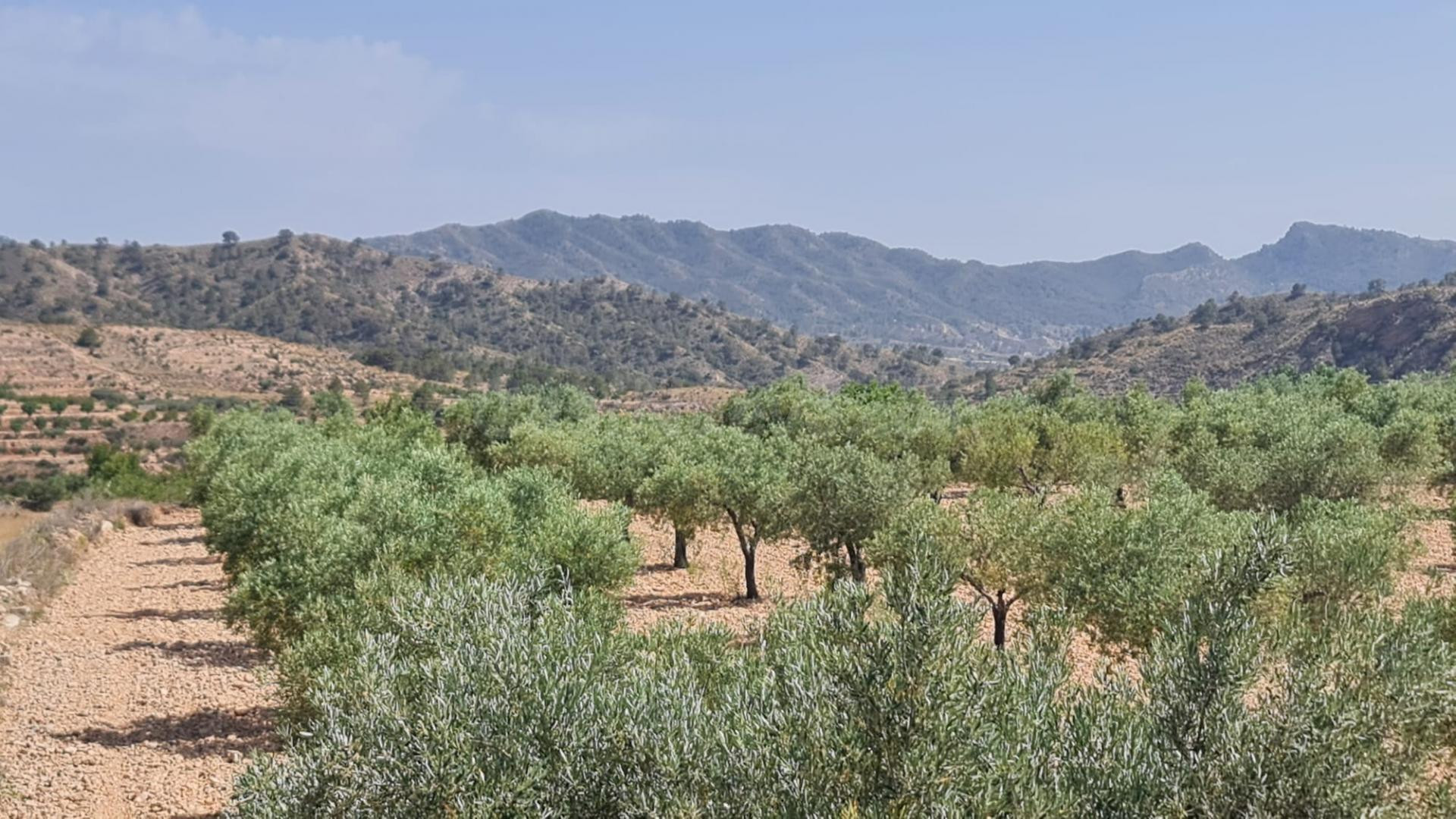 Parcela en venta - Macisvenda - foto 4