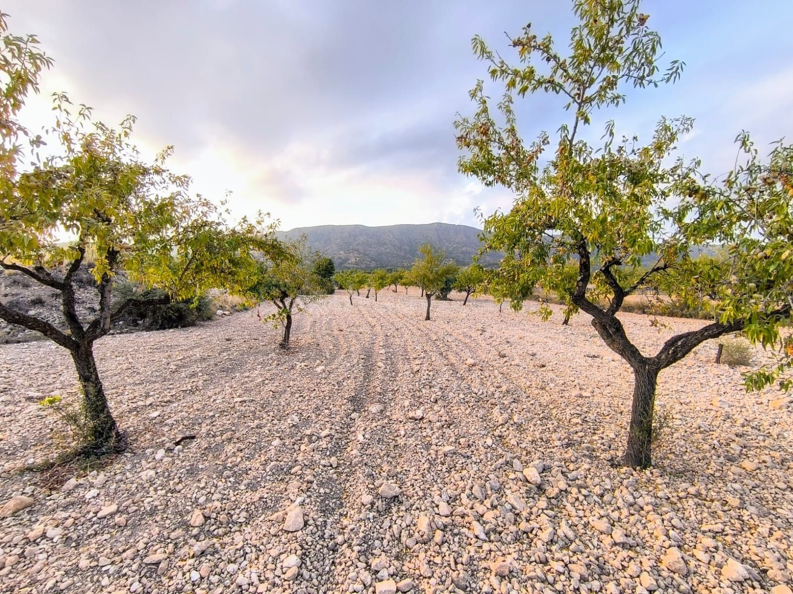 Parcelas rurales en venta en Pinoso, Comunidad Valenciana - foto 4