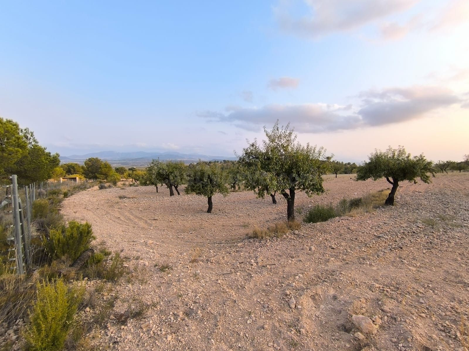 Finca en Pinoso, Alicante - Terreno con vistas a la montaña - foto 2