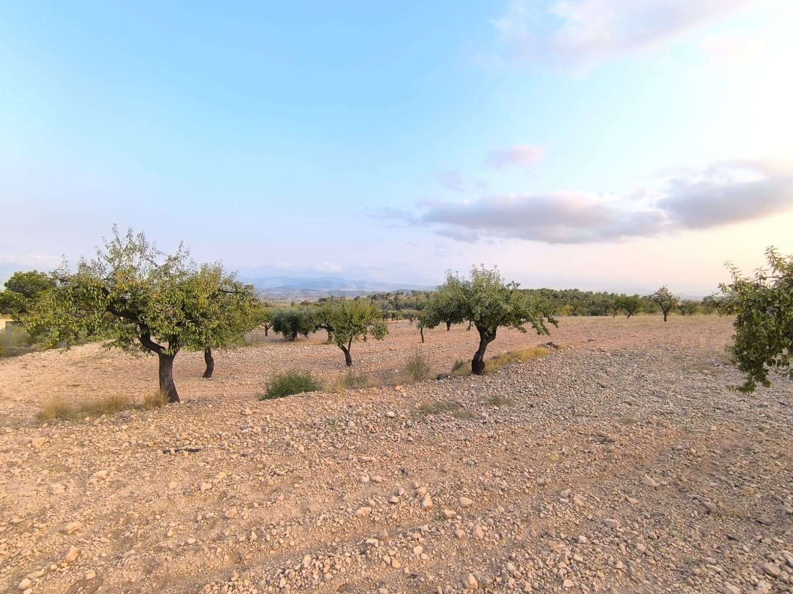Finca en Pinoso, Alicante - Terreno con vistas a la montaña - foto 3