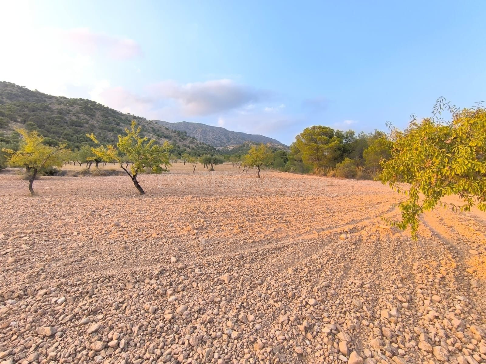 Finca en Pinoso, Alicante - Terreno con vistas a la montaña - foto 5