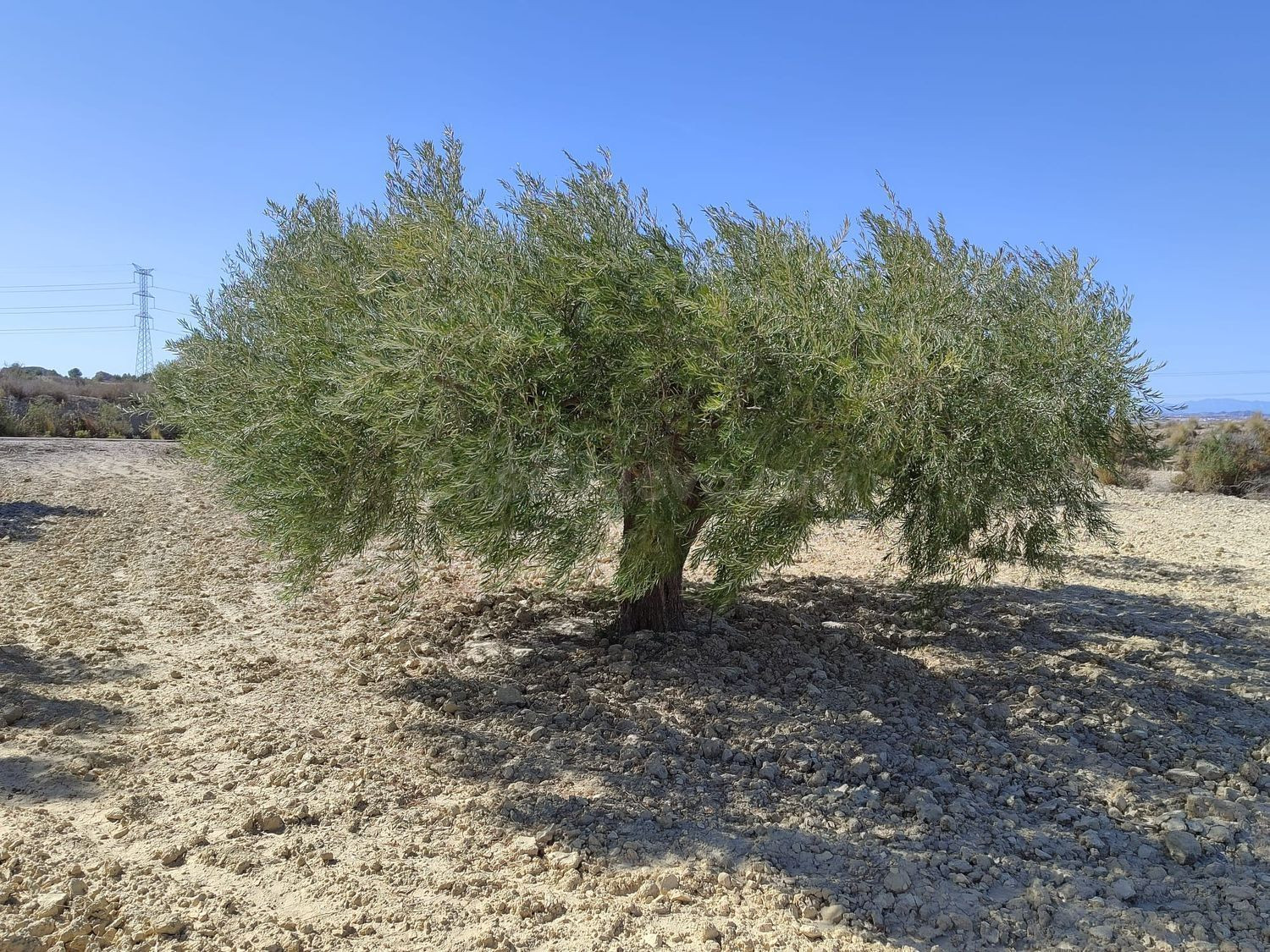 Terreno rural en venta - TOLLE - foto 4