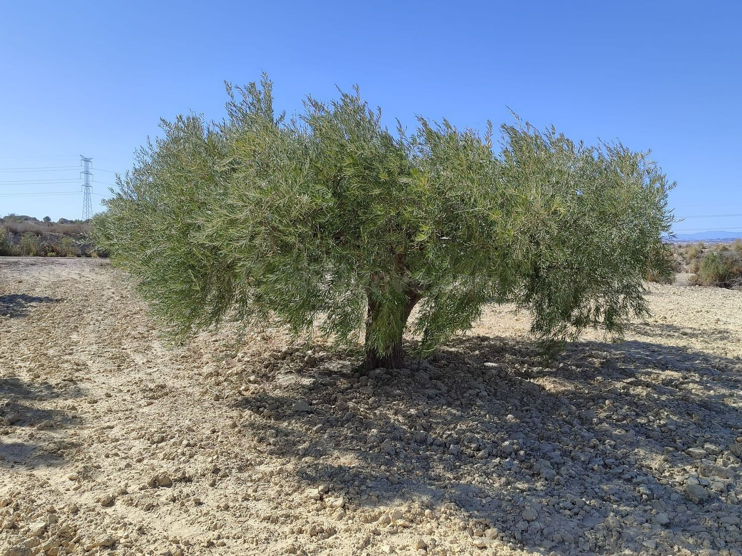Terreno rural en venta - TOLLE - foto 5