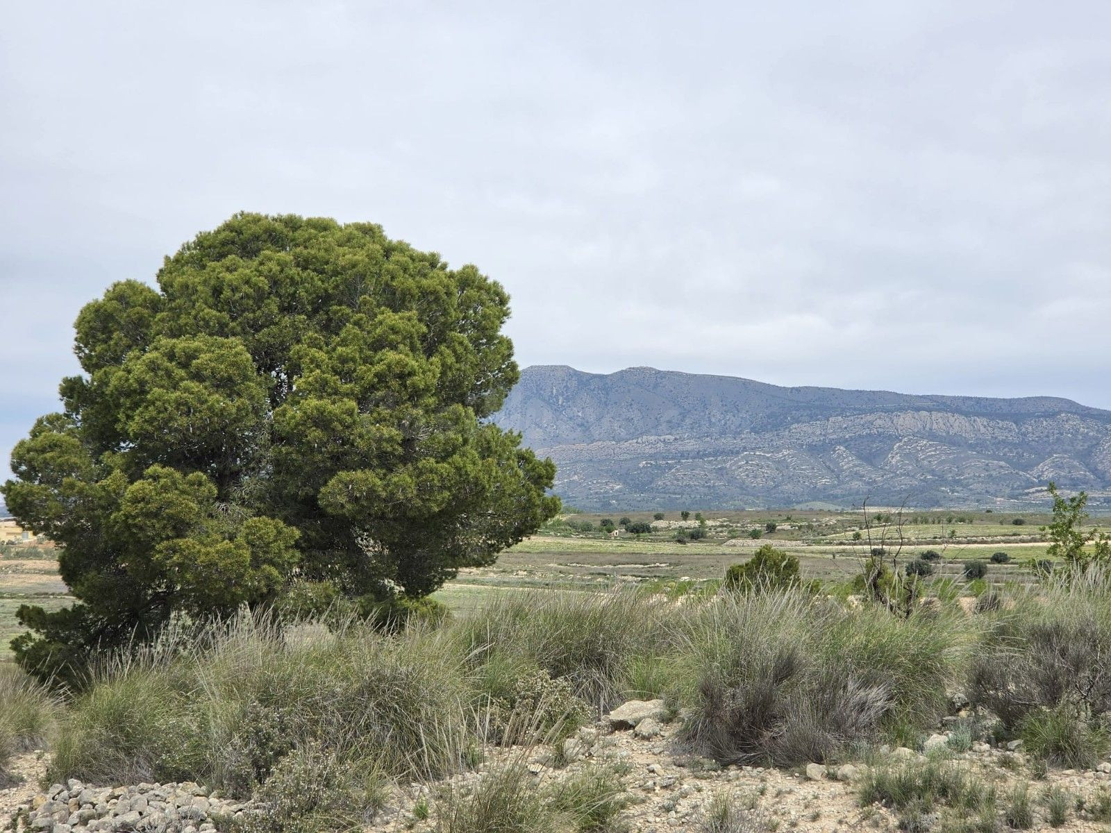 Parcela en venta - Jumilla centro - foto 2