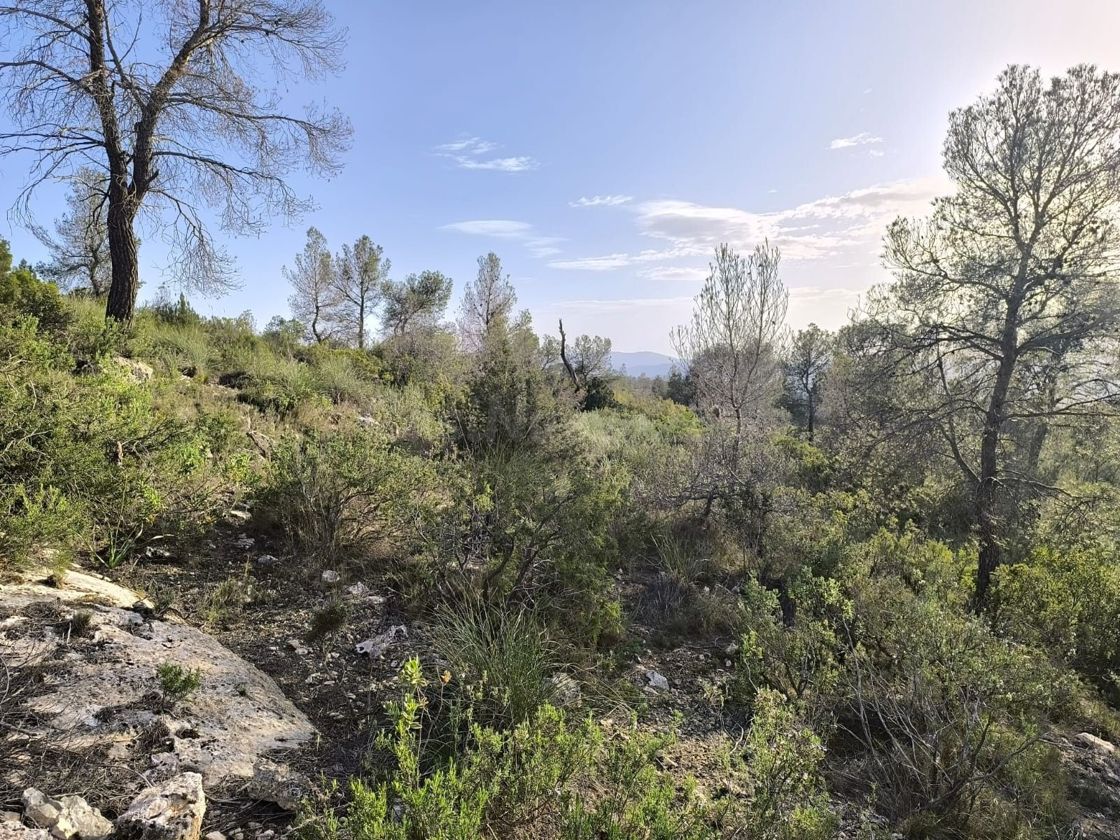 Parcela 999m² en venta - Ayuntamiento - foto 3