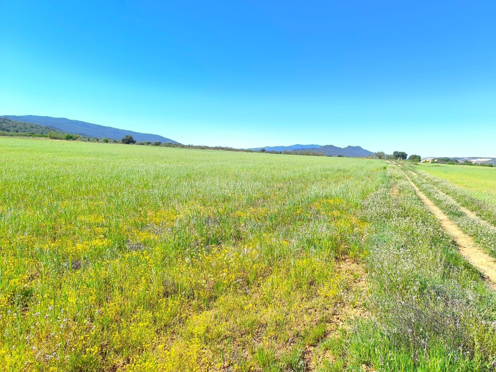Parcela en venta - Ayuntamiento - foto 3