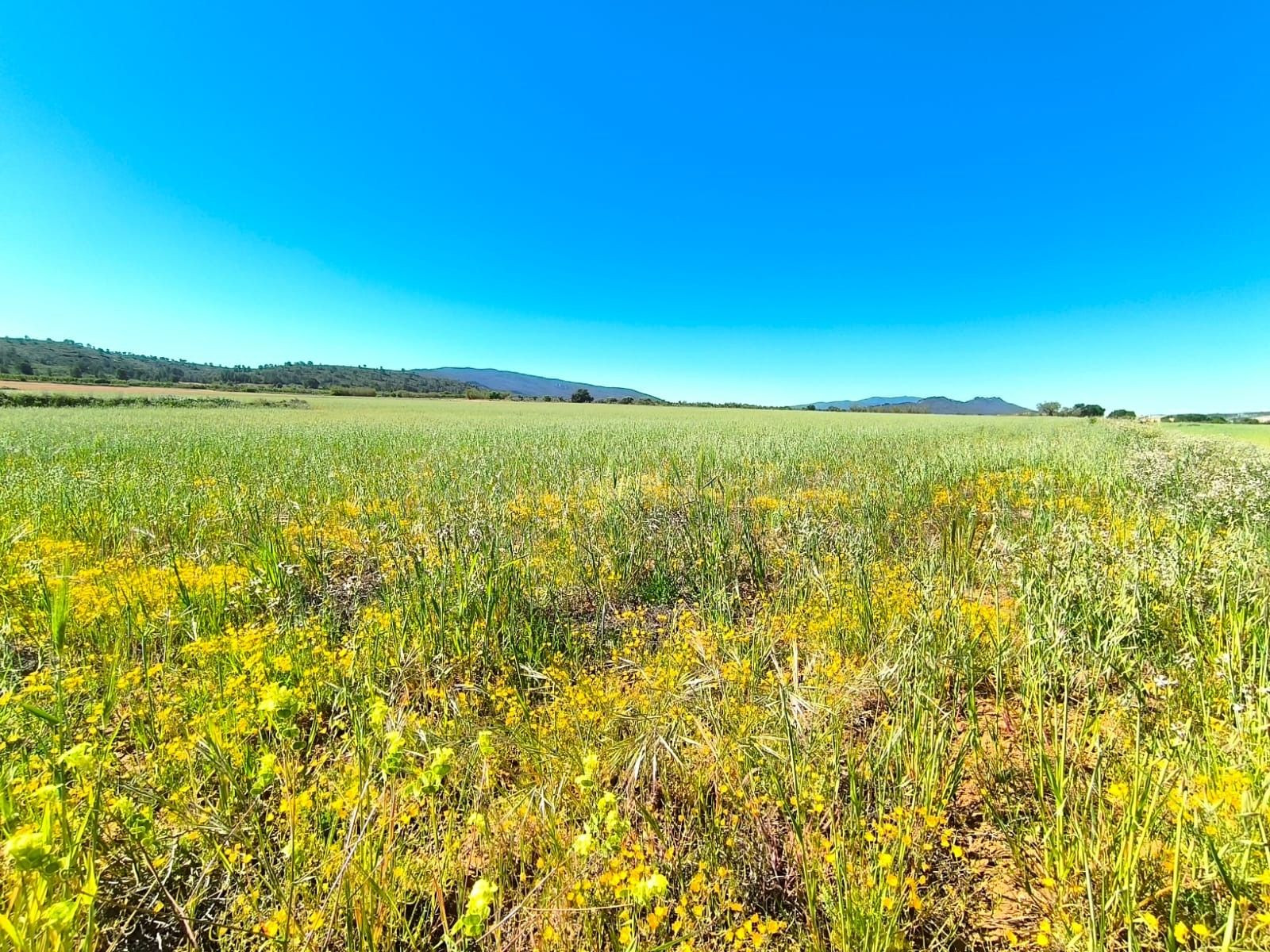 Parcela en venta - Ayuntamiento - foto 4