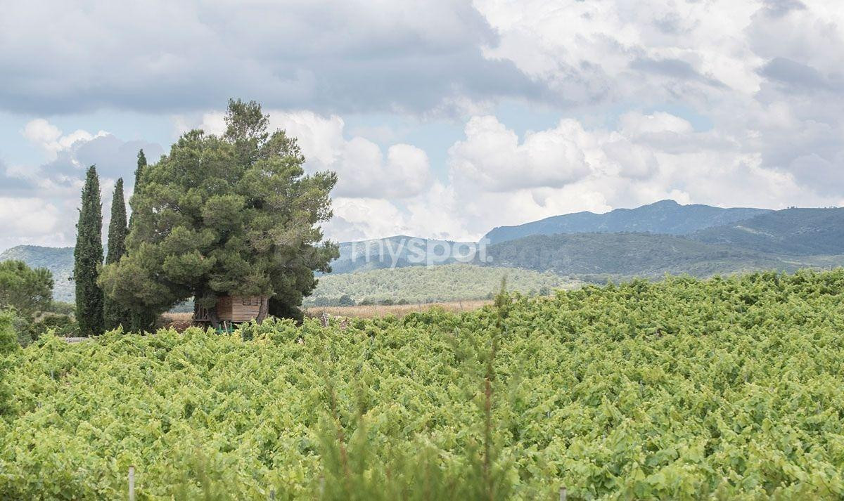 Finca con dos casas independientes en plena naturaleza - foto 2