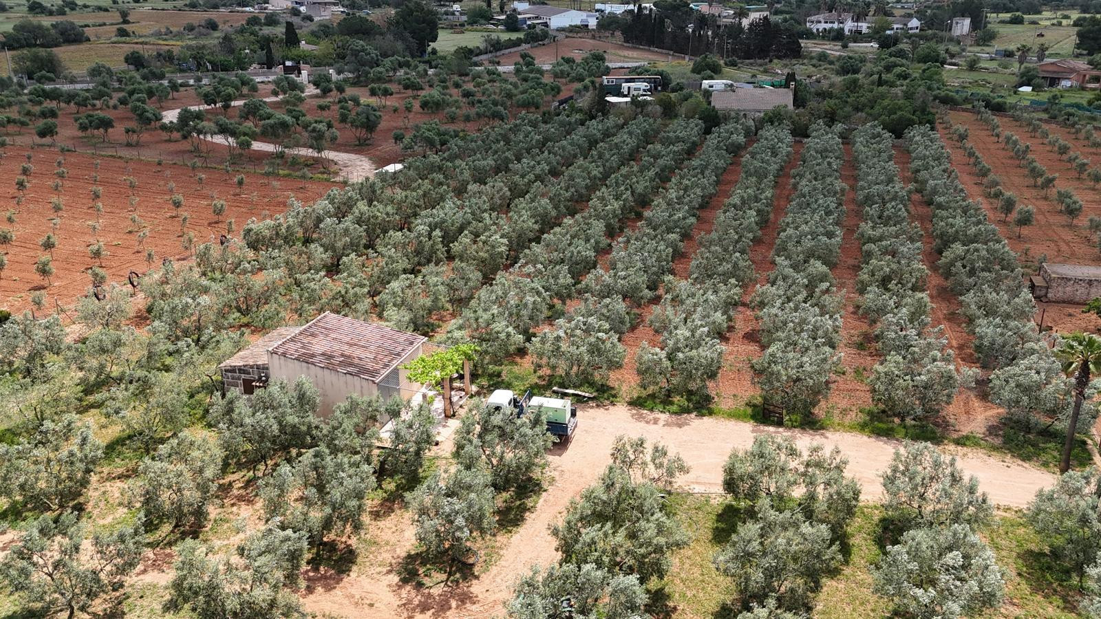 FINCA RÚSTICA EDIFICABLE EN LLUCMAJOR  (SON PIERES)