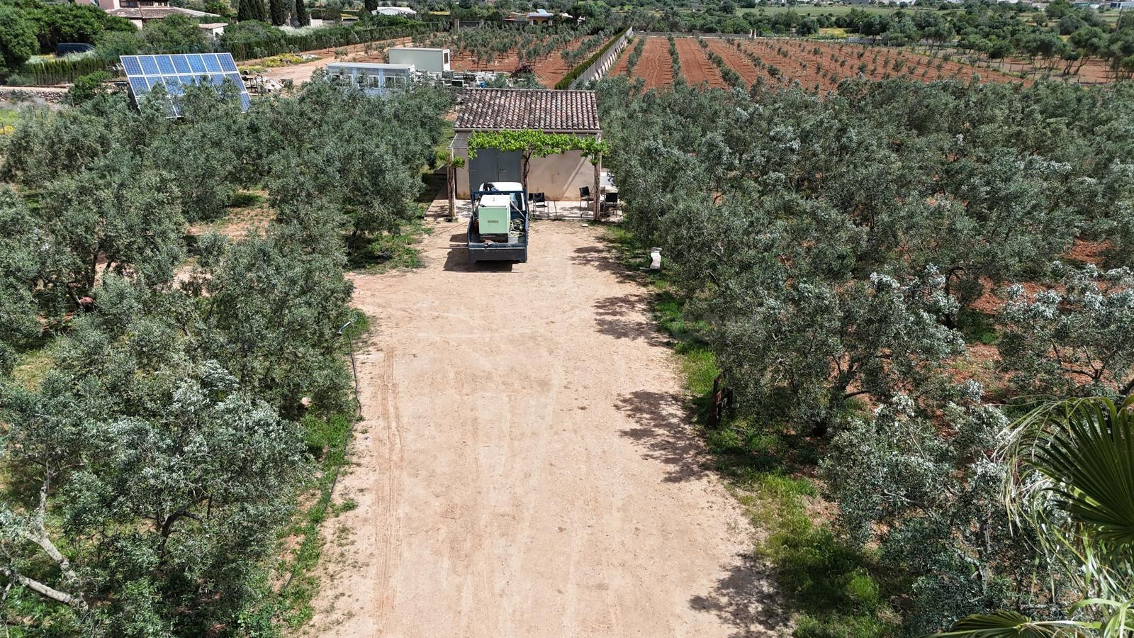 FINCA RÚSTICA EDIFICABLE EN LLUCMAJOR  (SON PIERES) - foto 2