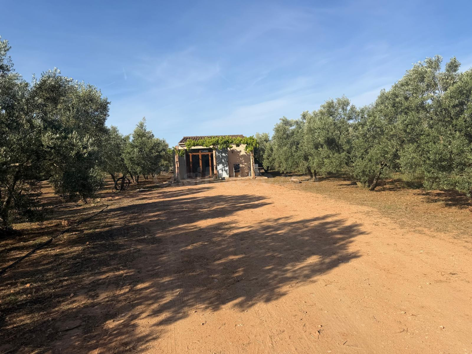 FINCA RÚSTICA EDIFICABLE EN LLUCMAJOR  (SON PIERES) - foto 5