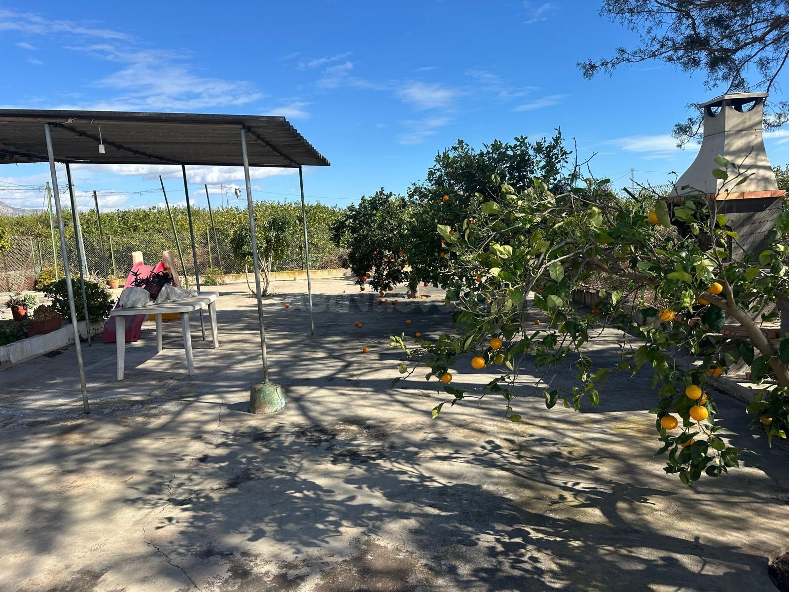 Finca con Casa y Potencial de Producción en Albatera - foto 4