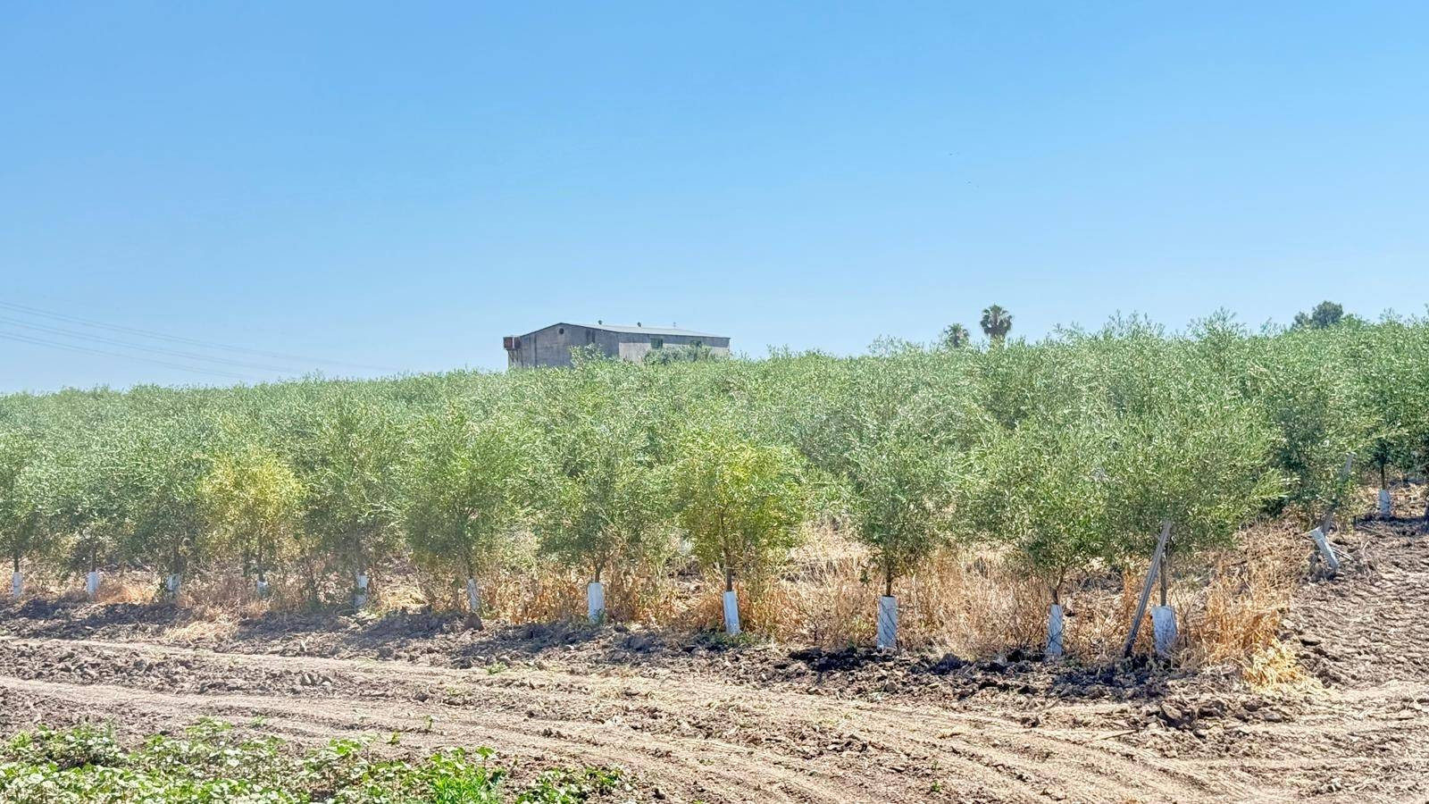 FINCA AGRÍCOLA PREMIUM EN UTRERA (SEVILLA) 29,27 HECTÁREAS D - foto 2