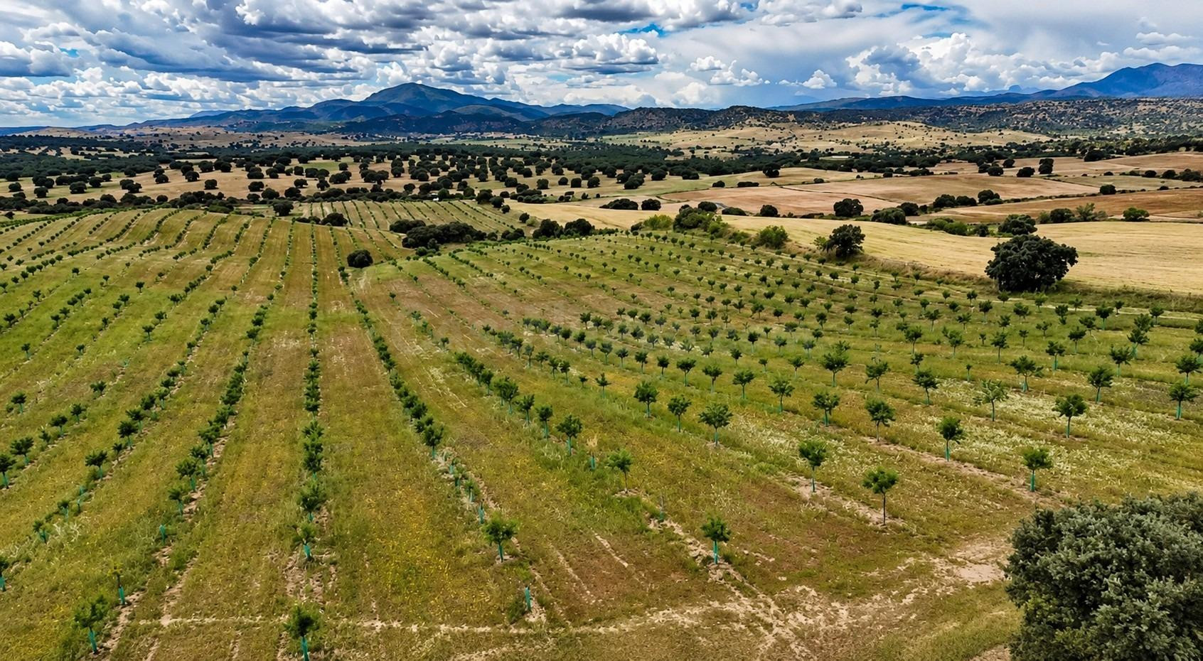 ^^FINCA AGRÍCOLA Y DE RECREO EN TOLEDO – 17 HECTÁREAS CON CA - foto 3