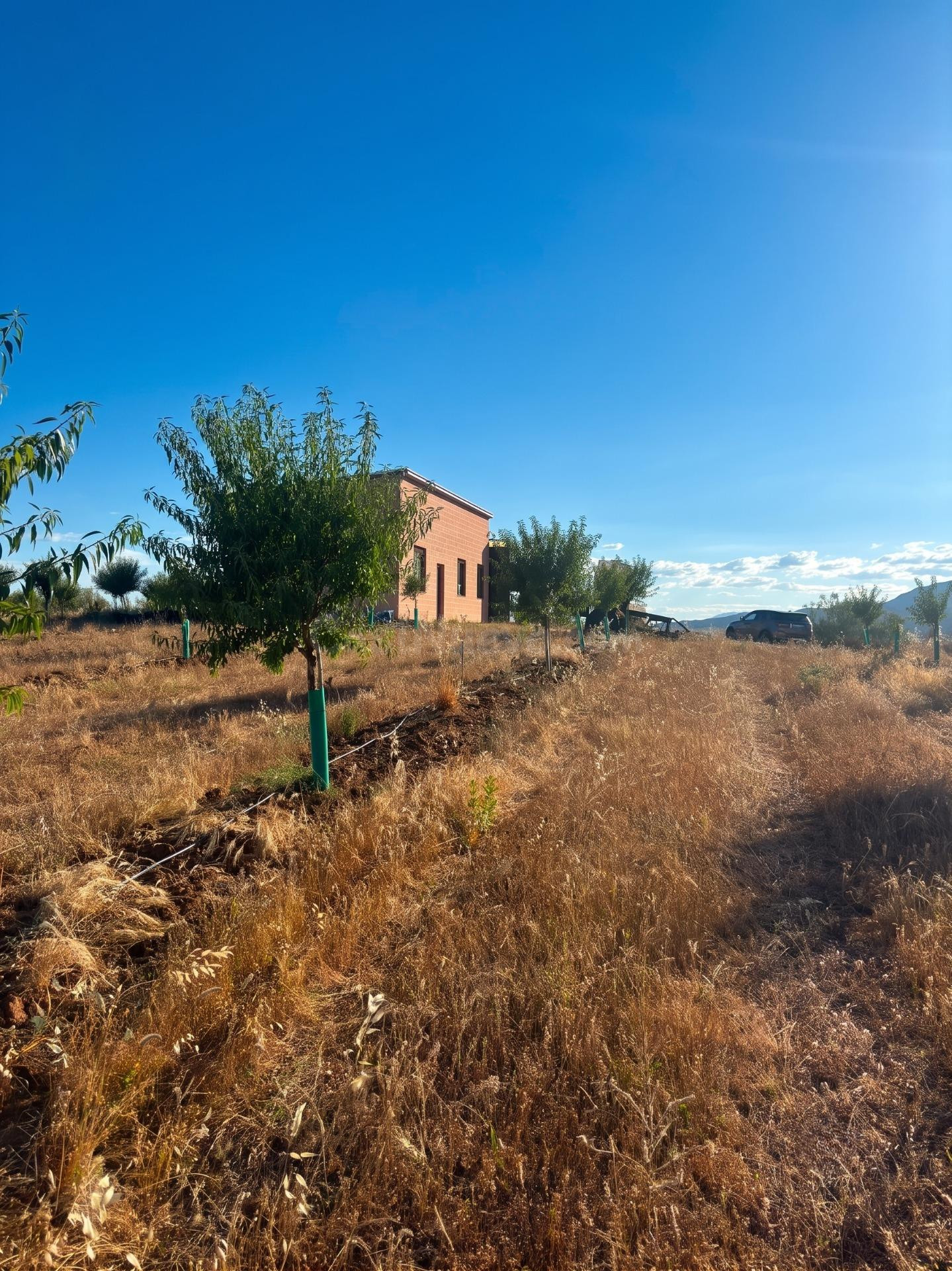 ^^FINCA AGRÍCOLA Y DE RECREO EN TOLEDO – 17 HECTÁREAS CON CA - foto 4