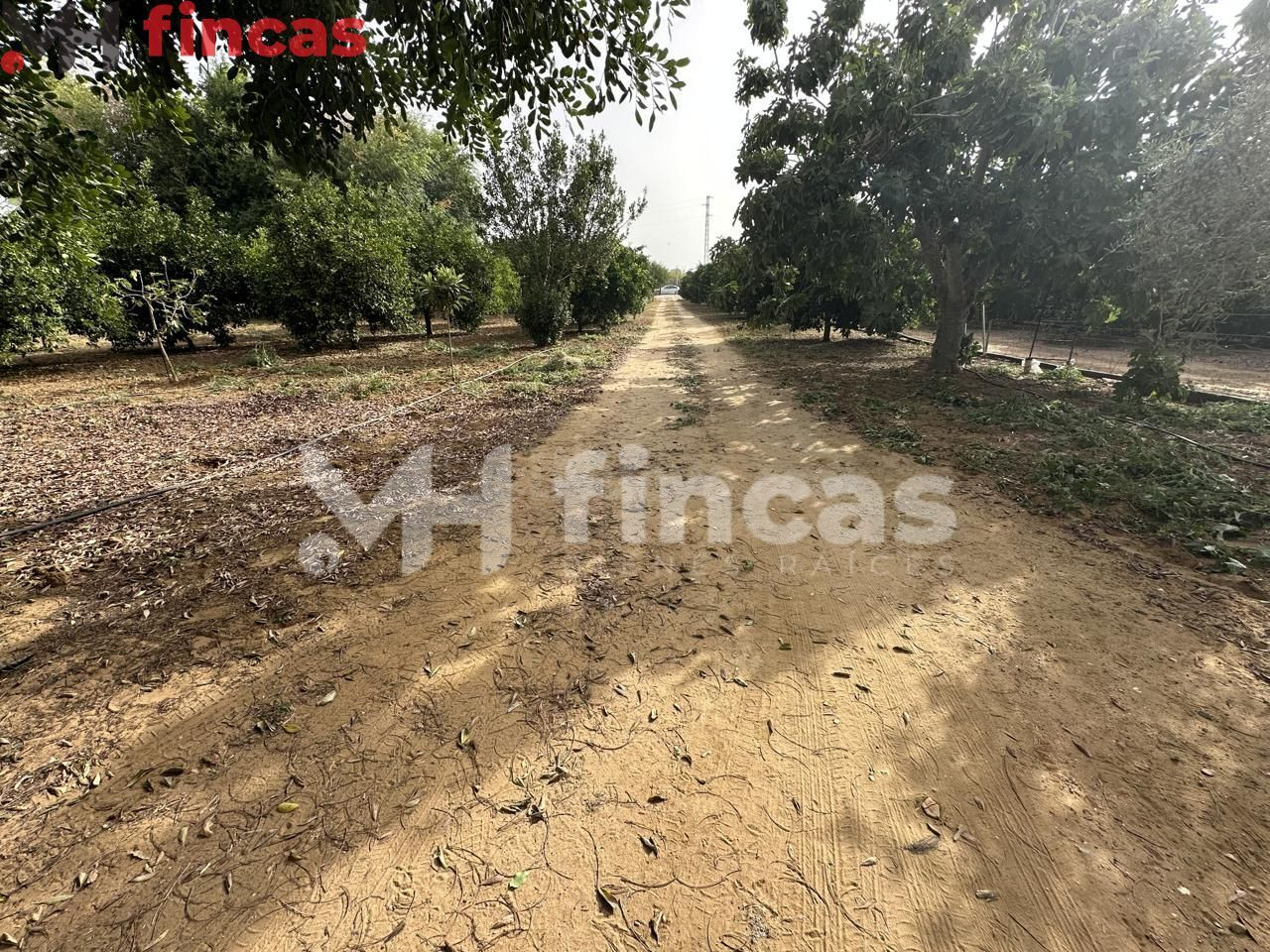 FINCA DE LABOR CON VIVIENDA, POZO Y LUZ EN UTRERA - foto 4