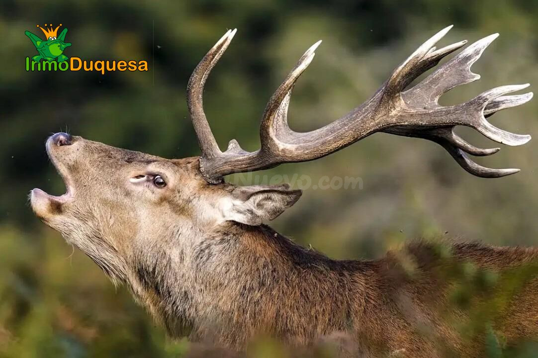 Finca CINEGÉTICA en Córdoba con más de 1.300 hectáreas reple - foto 2