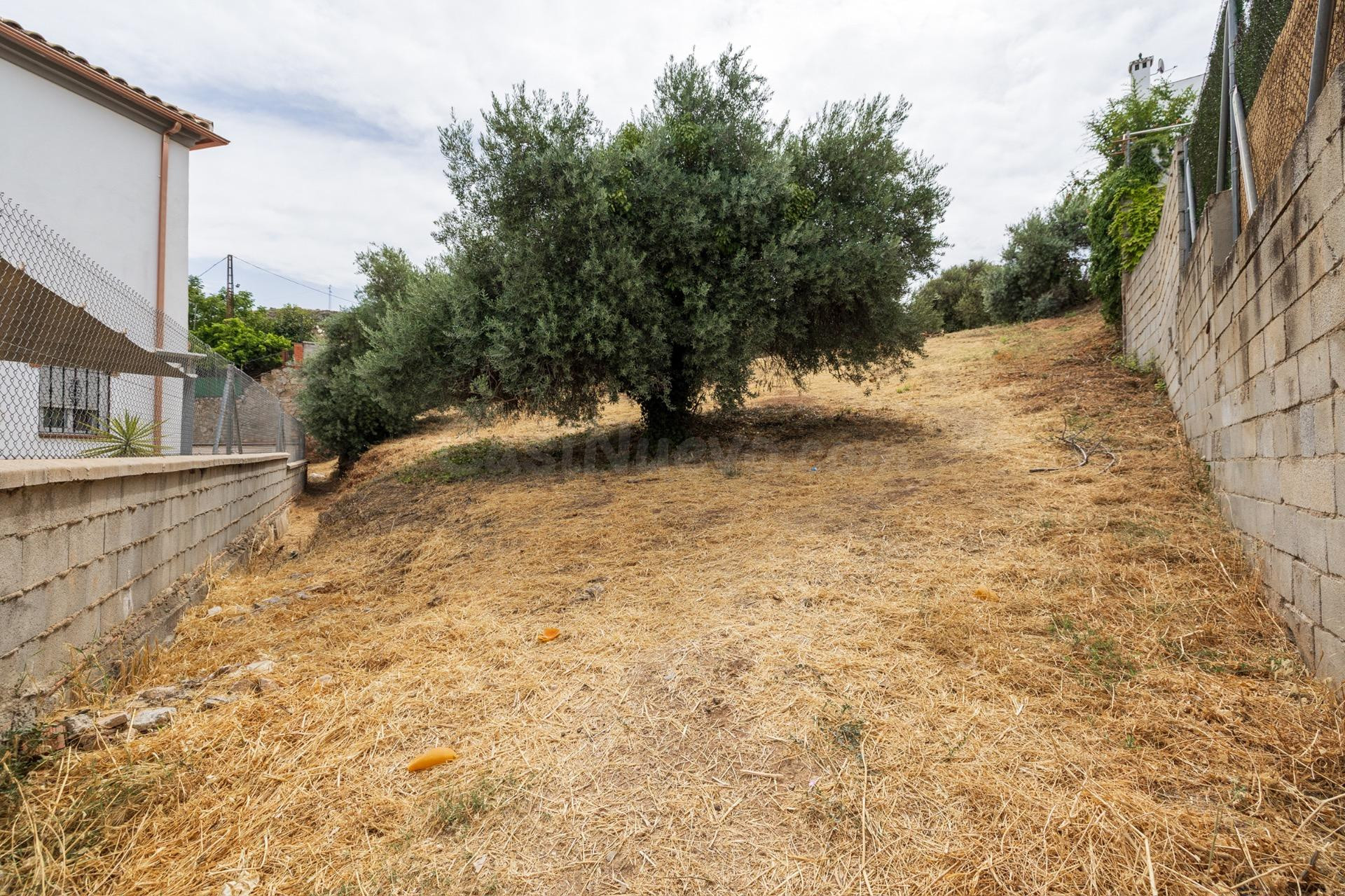 GRAN FINCA URBANA EN NIVAR! - foto 5