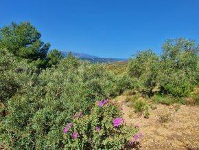 ¡Oportunidad en Jayena! Finca de Olivar con Casita y Luz Sol - foto 2