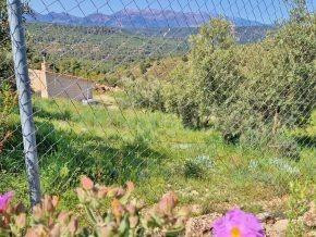 ¡Oportunidad en Jayena! Finca de Olivar con Casita y Luz Sol - foto 3