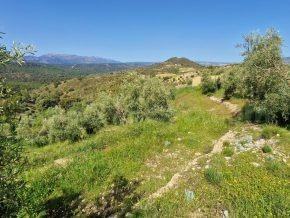 ¡Oportunidad en Jayena! Finca de Olivar con Casita y Luz Sol - foto 4