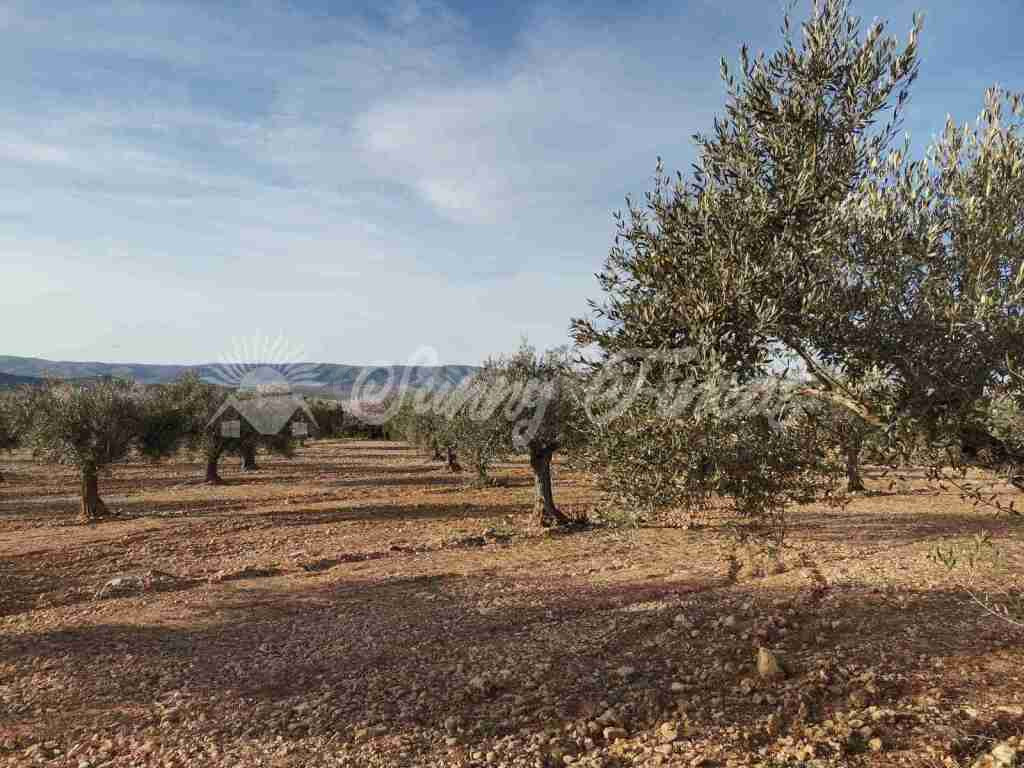 Suelo rústico en Venta en Biar Alicante
