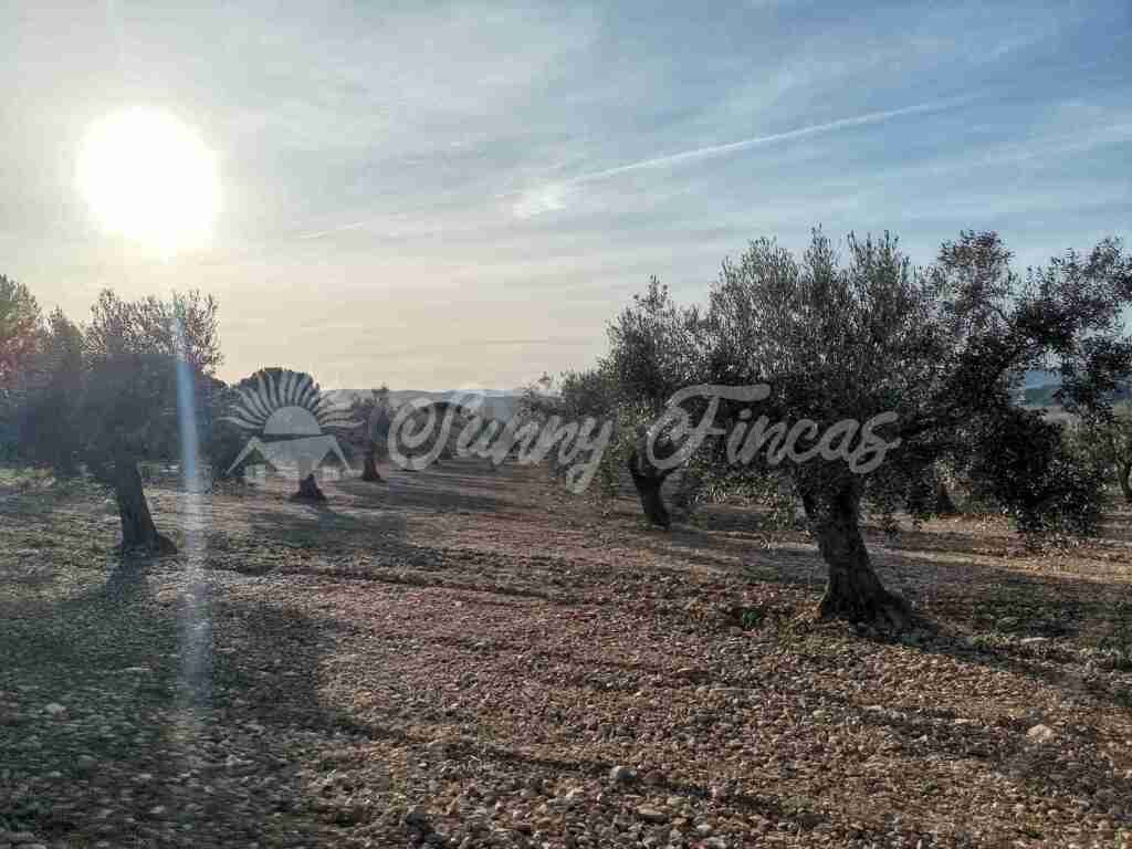 Suelo rústico en Venta en Biar Alicante - foto 2