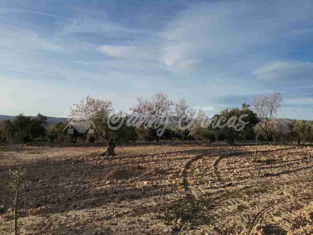 Suelo rústico en Venta en Biar Alicante - foto 4