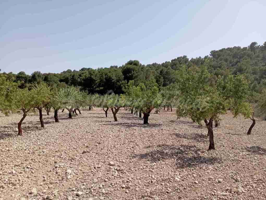 Suelo rústico en Venta en Jumilla Murcia - foto 2