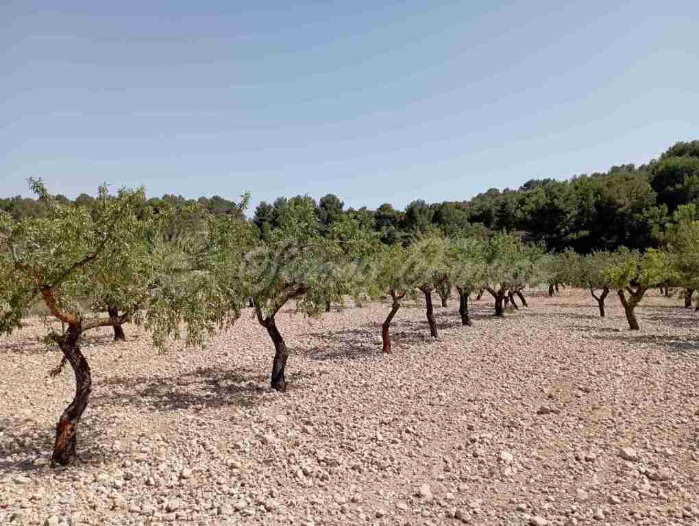 Suelo rústico en Venta en Jumilla Murcia - foto 3