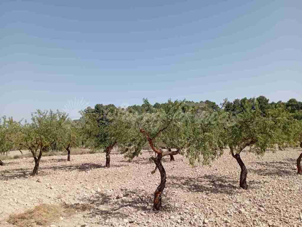 Suelo rústico en Venta en Jumilla Murcia - foto 4
