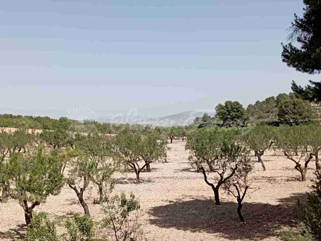 Suelo rústico en Venta en Jumilla Murcia - foto 2