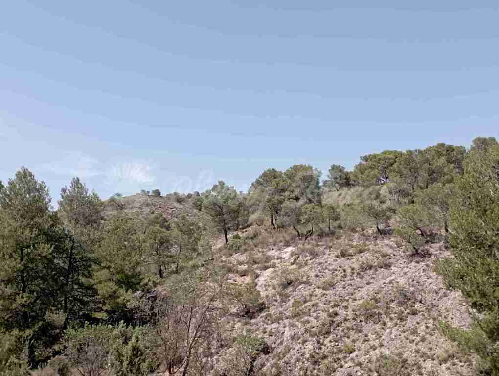 Suelo rústico en Venta en Jumilla Murcia - foto 3