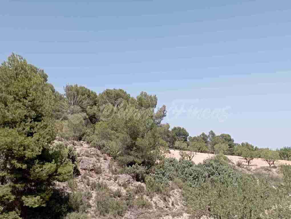 Suelo rústico en Venta en Jumilla Murcia - foto 4