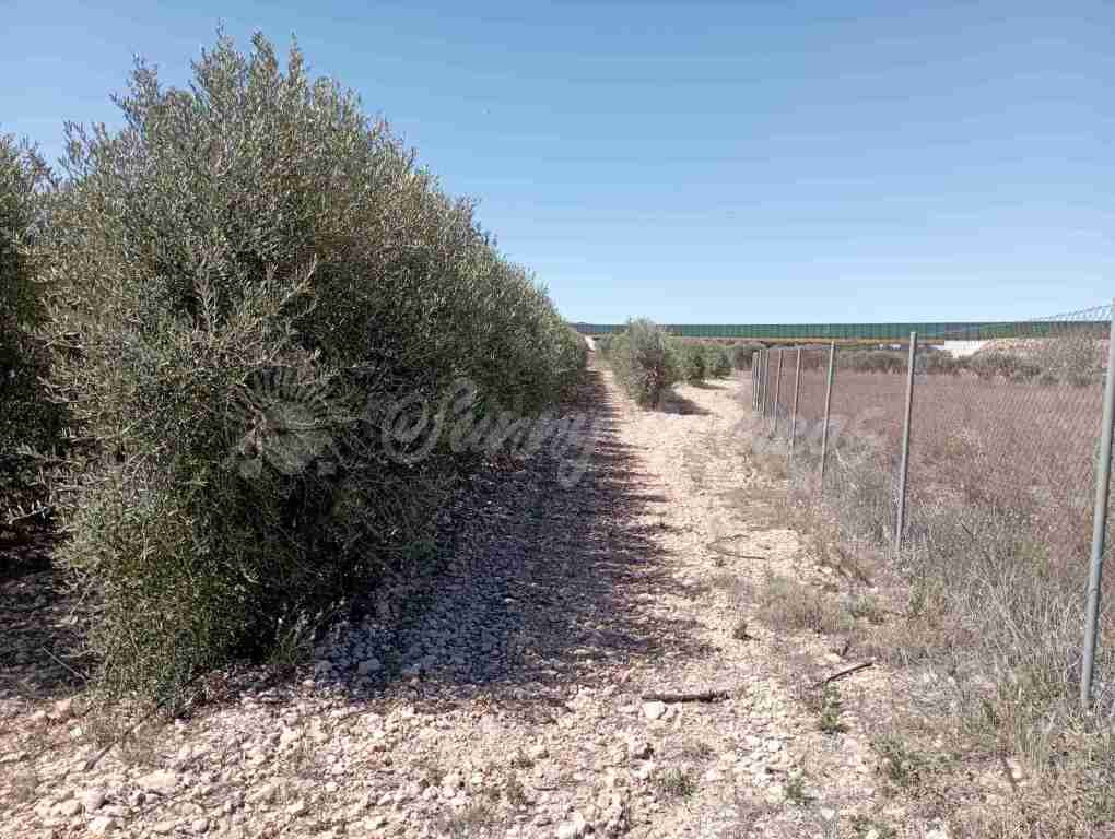 Suelo urbanizable en Venta en Caudete Albacete - foto 2
