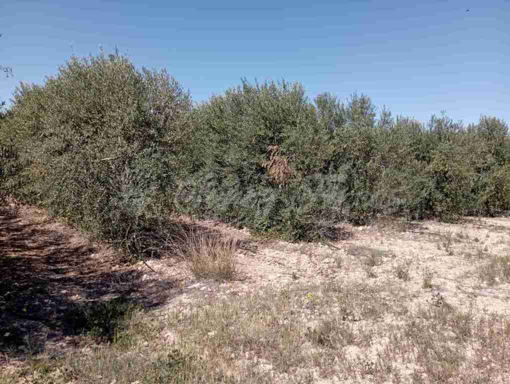 Suelo urbanizable en Venta en Caudete Albacete - foto 4