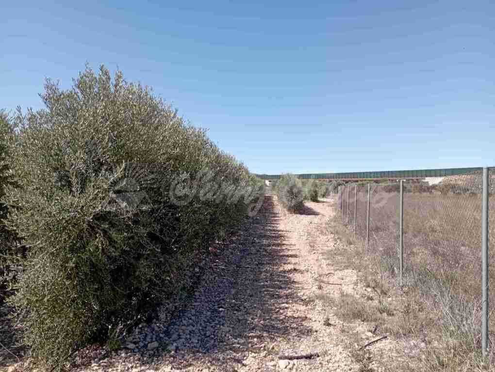 Suelo urbanizable en Venta en Caudete Albacete - foto 5