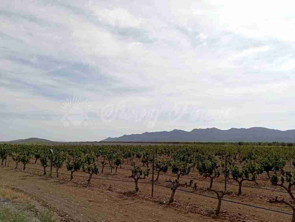 Suelo rústico en Venta en Yecla Murcia