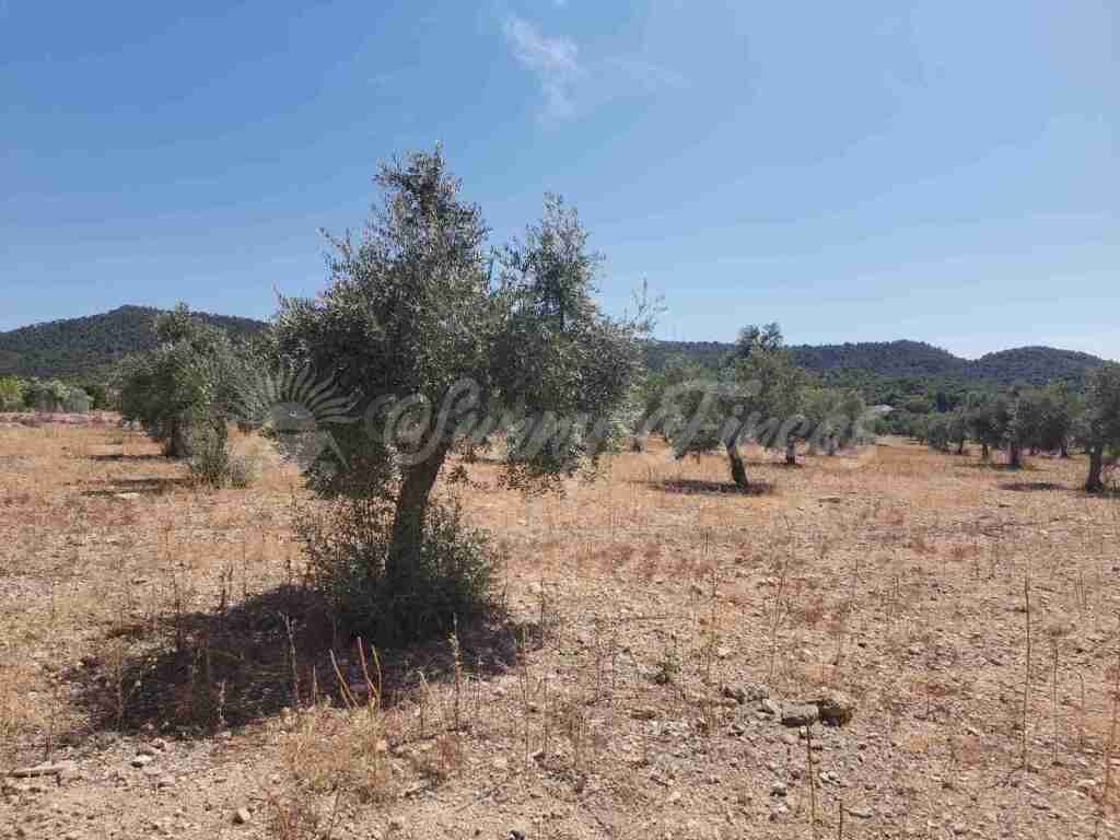 Suelo urbanizable en Venta en Biar Alicante - foto 3