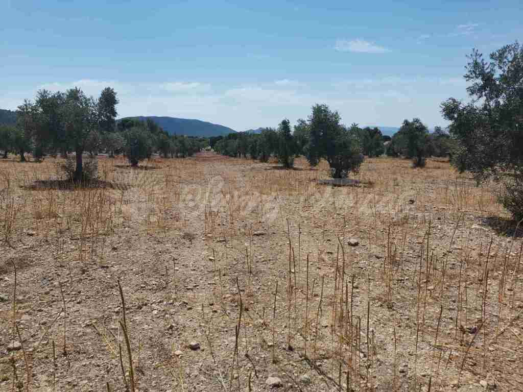 Suelo urbanizable en Venta en Biar Alicante - foto 4