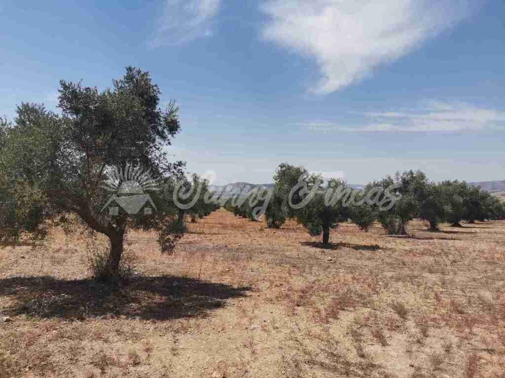 Suelo urbanizable en Venta en Biar Alicante - foto 5